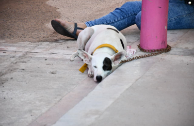 Cómo sigue el cronograma de castración animal en marzo
