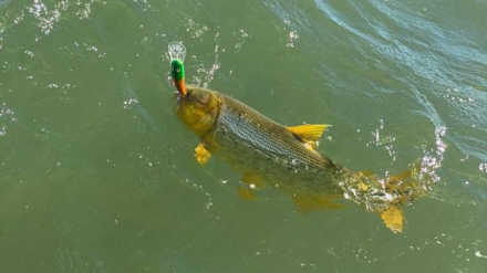 dorado.jpg
