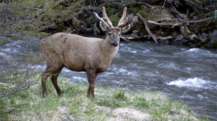 huemul