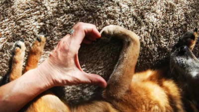 El derecho animal interpela al Chaco
