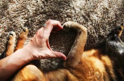 El derecho animal interpela al Chaco
