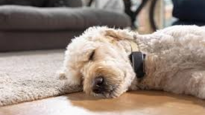 Organizan una desparasitación gratuita de perros