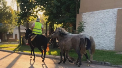 Los riesgos que representan los caballos sueltos en la vía pública