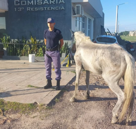 copito1.jpg