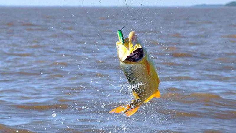 Reprograman el Encuentro de Pesca Inclusiva en el río Paraná