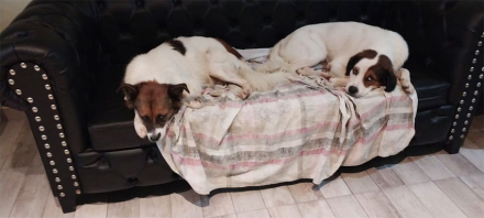 perros.jpg
