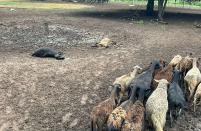 Devastador ataque en el campo: puma mató decenas de ovejas en Tres Isletas