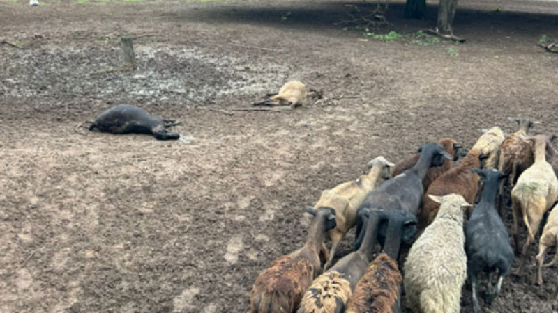 Devastador ataque en el campo: puma mató decenas de ovejas en Tres Isletas