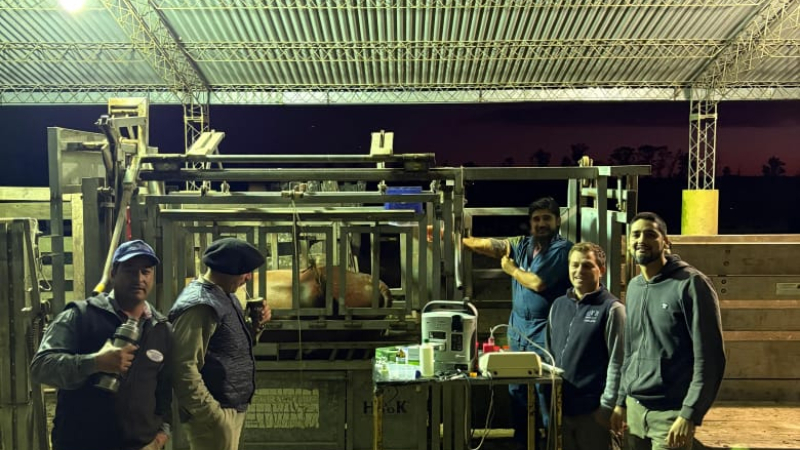Avanzan en producción de embriones bovinos in vitro