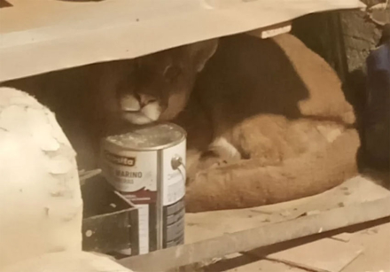 puma.jpg