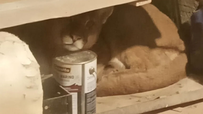Rescataron un puma que ingresó a una vivienda