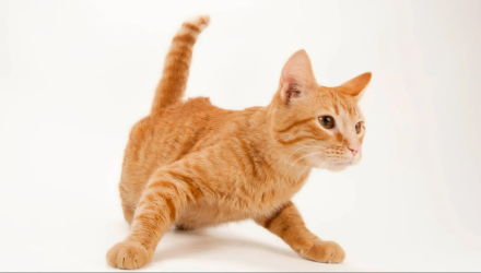 gatito.jpg