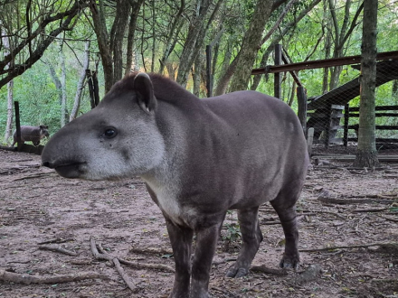 Exitosa liberación de Paz, una ejemplar hembra de tapir