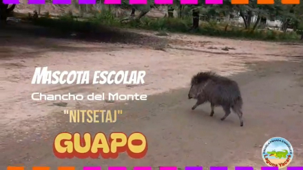 guapo