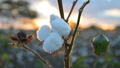 Una semilla de algodón que promete ser la innovación de las últimas décadas