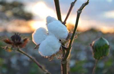 Una semilla de algodón que promete ser la innovación de las últimas décadas