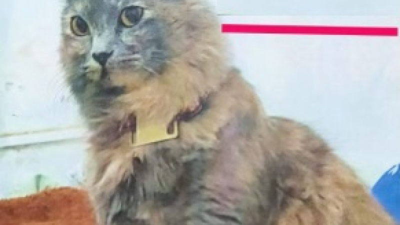 Buscan a Lola, una gata perdida por Marcelo T. de Alvear y Wilde