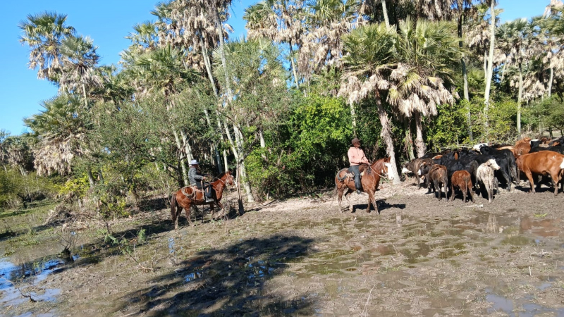 Recuperan 11 cabezas de ganado luego de tres días de intensa búsqueda