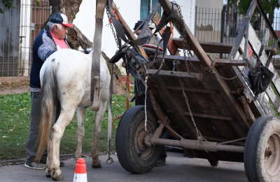 Fundación Libera Chaco advierte que muchos caballos son rescatados cuando ya están moribundos