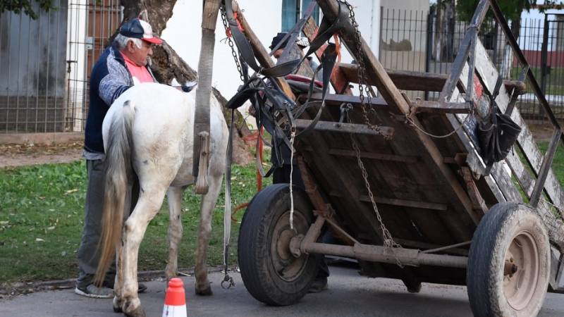 Fundación Libera Chaco advierte que muchos caballos son rescatados cuando ya están moribundos