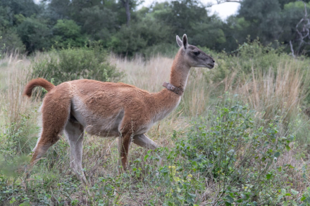Guanaco