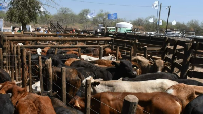 Feria Ganadera Paippera se realizará este jueves