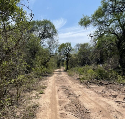 Hormigas-del-Chaco-Seco-e1787605020442-696x662
