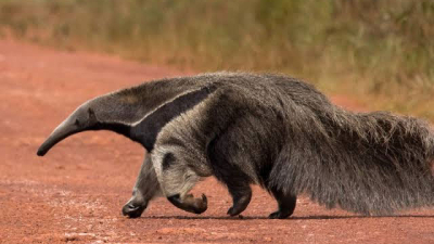 Dos cazadores deberán reponer un alambrado tras el ataque de tres perros a un oso hormiguero