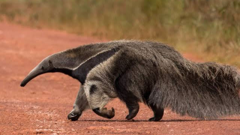 Dos cazadores deberán reponer un alambrado tras el ataque de tres perros a un oso hormiguero
