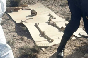Caminaba con su perro por la ruta y encontró 125 huesos