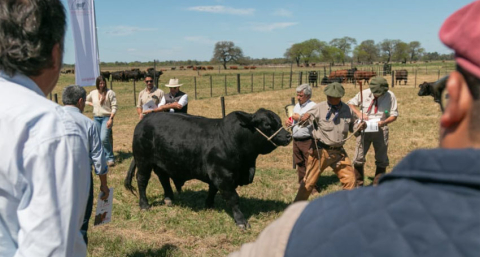 Genética, rusticidad y trazabilidad detrás de reproductores hechos para la región