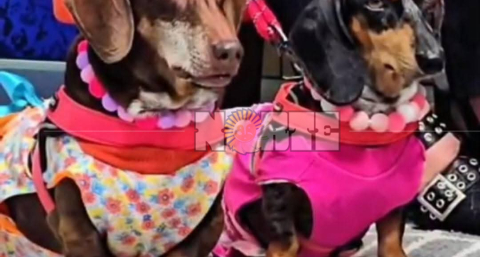 Los perros salchichas se adueñan del Parque 2 de Febrero con el Salchis Encuentro de Primavera