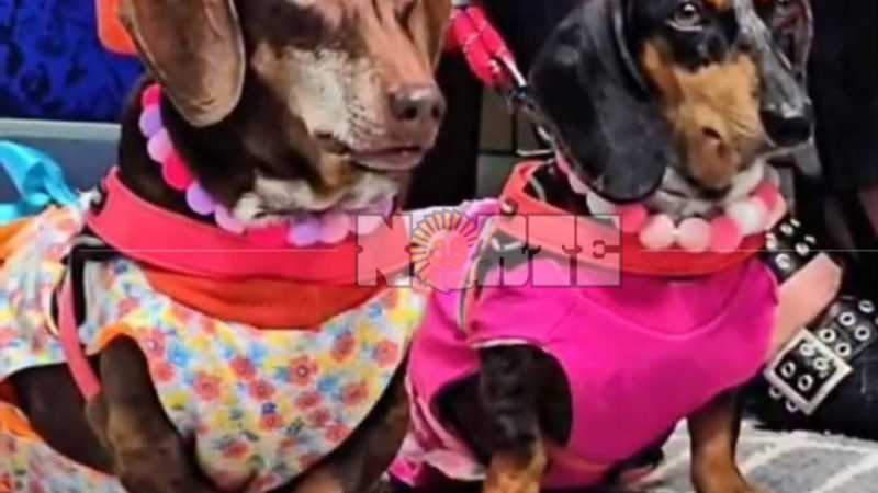 Los perros salchichas se adueñan del Parque 2 de Febrero con el Salchis Encuentro de Primavera