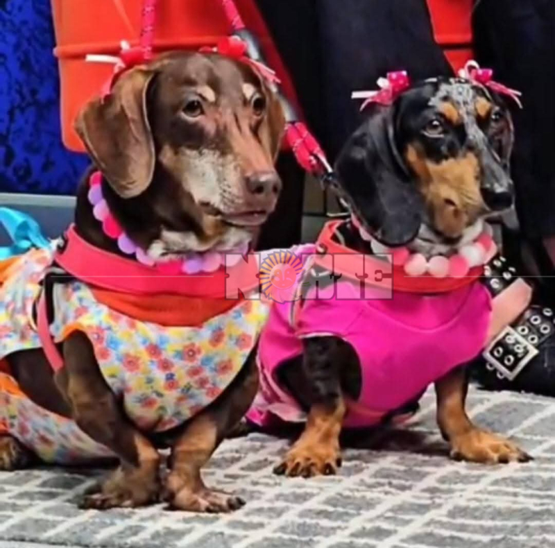 Los perros salchichas se adueñan del Parque 2 de Febrero con el Salchis Encuentro de Primavera  Diario Norte