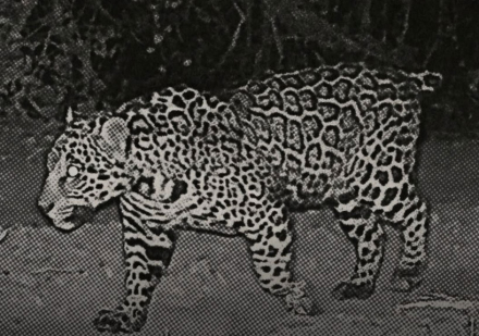 gualamba