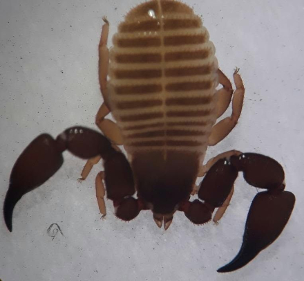 Pseudoescorpion2