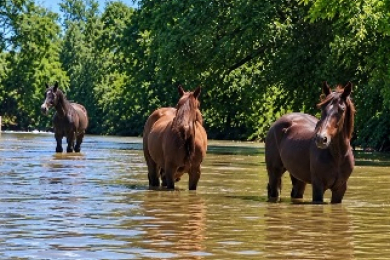 Campaña solidaria para los caballos afectados por las inundaciones