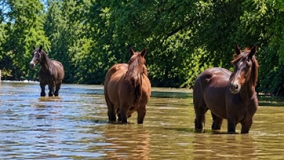 Campaña solidaria para los caballos afectados por las inundaciones