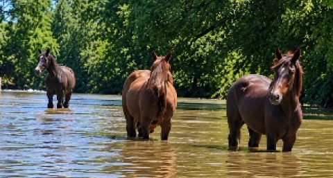 Campaña solidaria para los caballos afectados por las inundaciones
