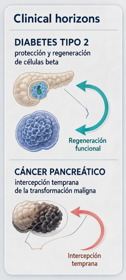 páncreas04