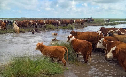 vaca22