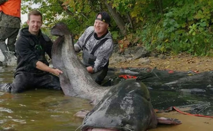 Pescaron un bagre gigante que podría marcar un récord histórico