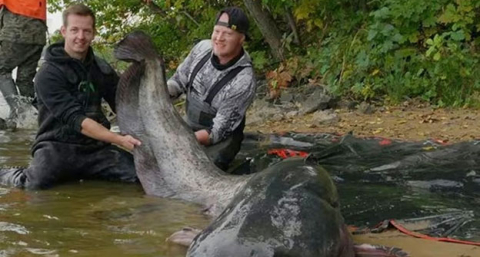 Pescaron un bagre gigante que podría marcar un récord histórico