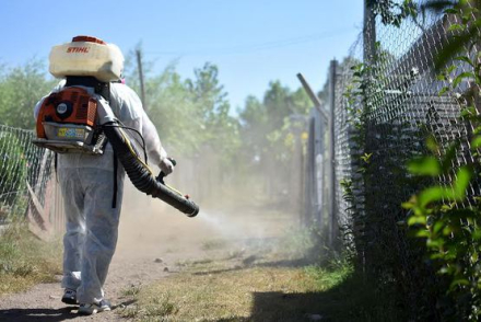 dengue2.jpg