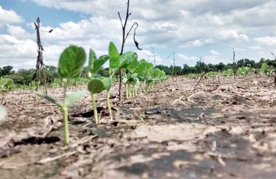 Soja: el Chaco avanza y puede superar las estimaciones oficiales