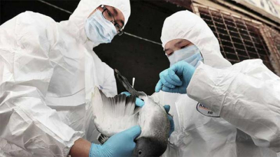 Al menos 21 muertos en menos de dos meses por gripe aviar H7N9 en China
