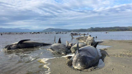 ballenas.jpg