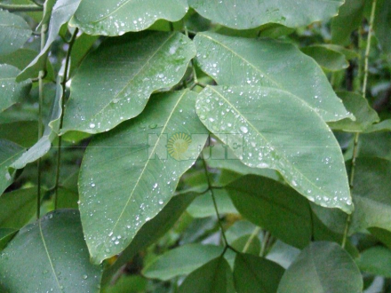lluvia2.jpg
