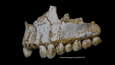 Neandertal “español” usaba “aspirina” para el dolor de muelas