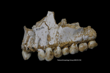 NEANDERTAL-FRAGM-MANDIBULA.jpg